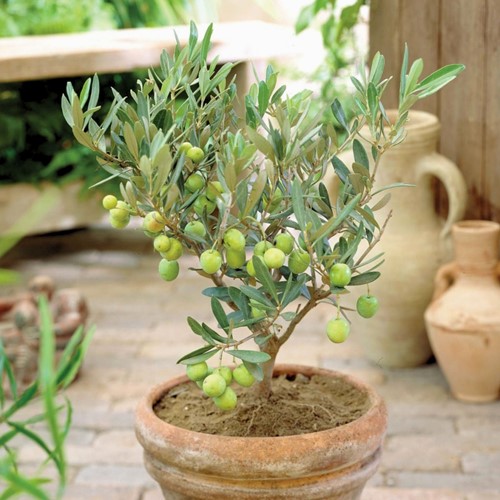 Olive - Olea europaea (2-pack)