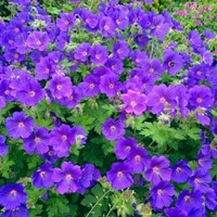 Cranesbill Johnson's Blue - Geranium Sanguineum