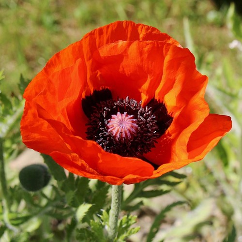 Oriental Poppy - Papaver rhoeas