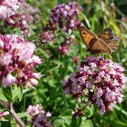 Origanum Herrenhausen - Marjoram (Three-pack)