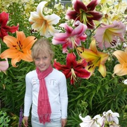 Original Tree-Lily Mix (Large Pack)