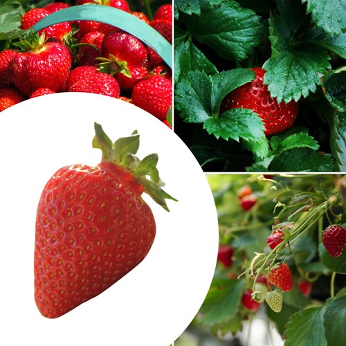 5x Strawberry plants Ostara - Fragaria