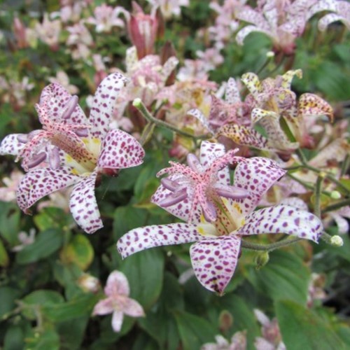Toad Lily (Garden Orchid Tricyrtis hirta)