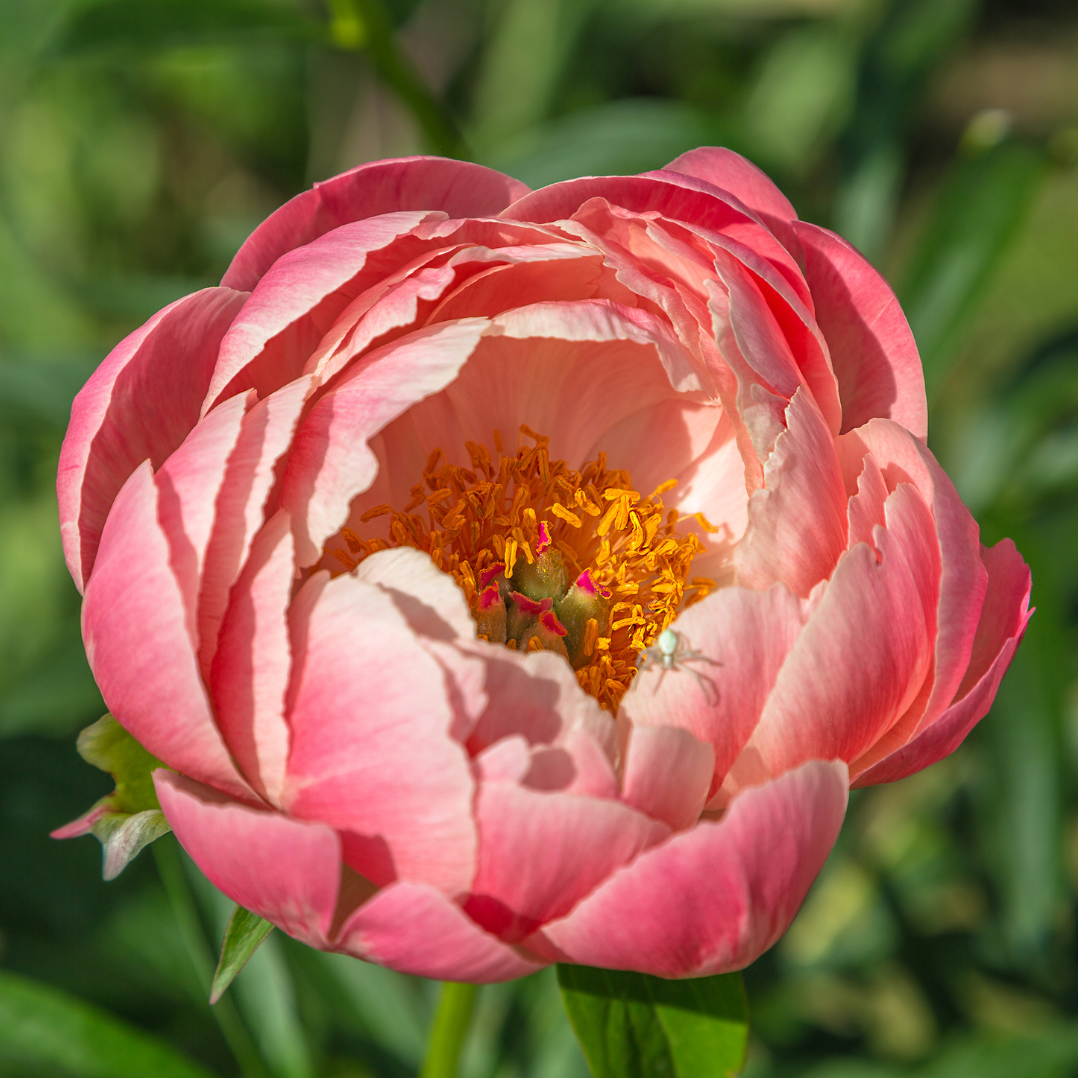 Paeonia 'Pink Hawaiian Coral' (Peony)