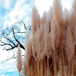 Pampas Grass Pink - Cortaderia selloana