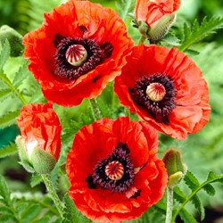 Poppy orientale Rembrandt - Papaver (Six-pack)