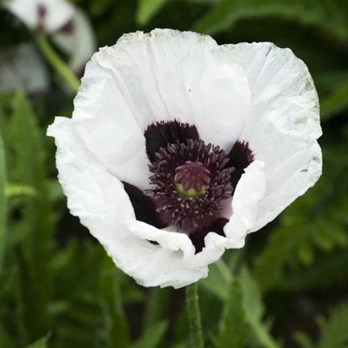Papaver orientale Royal Wedding – Oriental poppy