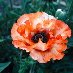 Poppy Picotee - Papaver orientale