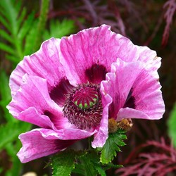 Poppy Patty's Plum - Papaver orientale
