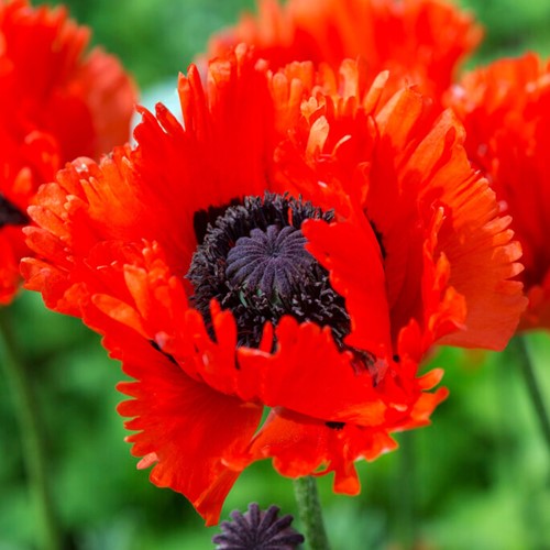 Papaver Türkenlouis - Oriental Poppy