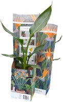 Paradijsvogelbloem - Strelitzia reginae-2