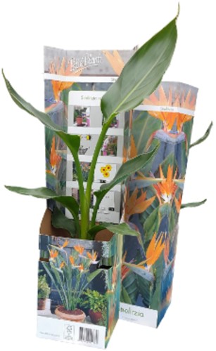 Paradijsvogelbloem - Strelitzia reginae-2
