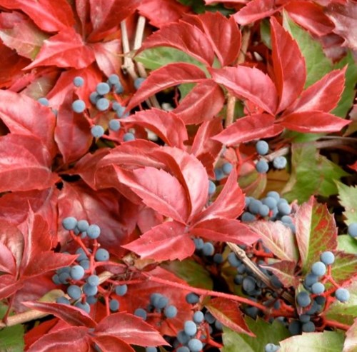 Parthenocissus Quinquefolia Engelmannii - Virginia Creeper (Three-pack)