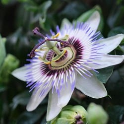 Passion Flower Passion Blue - Passiflora