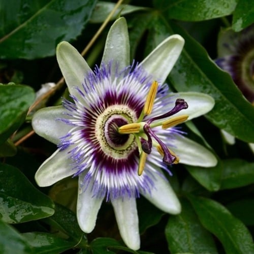Passiflora Caerulea - Passion Flower