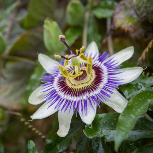 Passiflora Edulis - Passion Flower