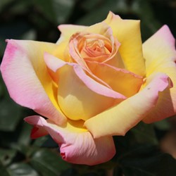 Rose Peace Fragrant - Rosa