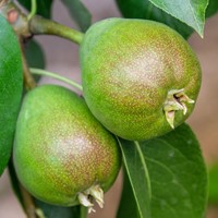 Pear Doyenné du Comice - Pyrus communis
