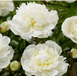Peony White  - Duchesse de Nemours