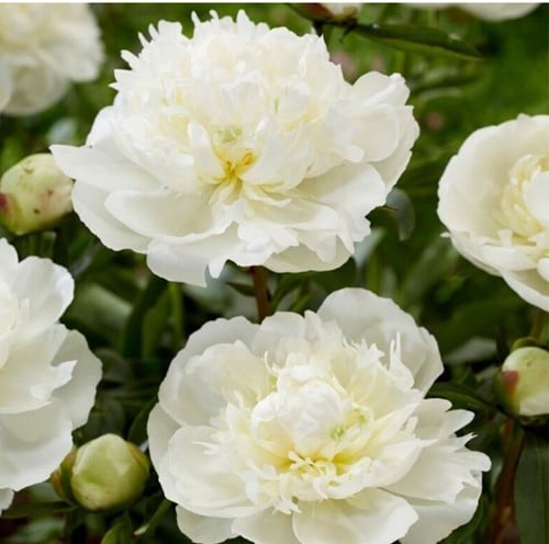 Peony White  - Duchesse de Nemours