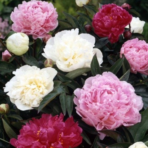 Peony Mixed: white, red and pink - Paeonia