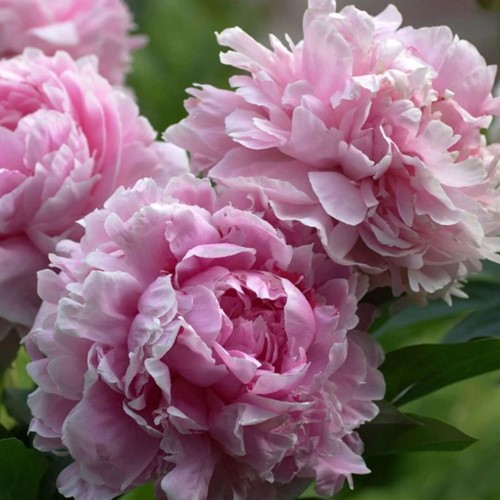 Peony Pink - Sarah Bernardt