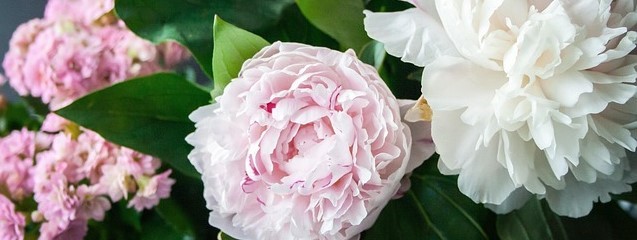 Prune peony