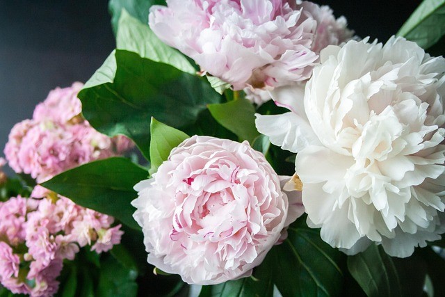 Prune peony