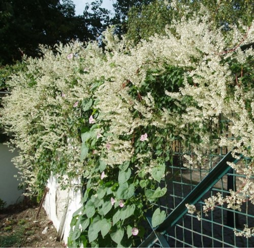 Persicaria amplexicaulis Alba - Knotweed (Six-pack)