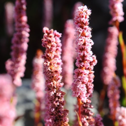 Persicaria affinis Darjeeling Red - Knotweed
