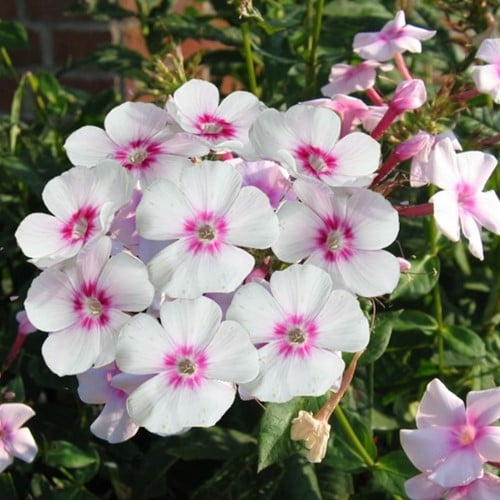 Phlox paniculata Europa - Garden phlox