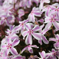 Creeping Phlox Candy Stripes - Phlox subulata