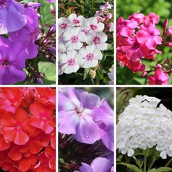 Phlox Paniculata mix - Garden Phlox (Six-pack)