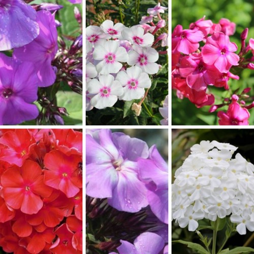 Phlox Paniculata mix - Garden Phlox (Six-pack)
