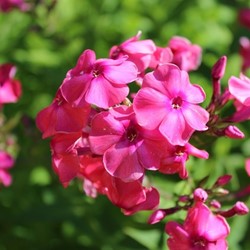 Phlox Paniculata Tenor - Garden Phlox