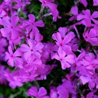 Kruipende Vlambloem Purple Beauty - Phlox subulata (Driepack)
