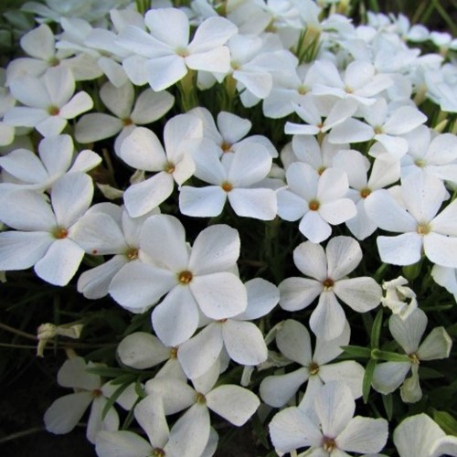 Phlox subulata White Delight - Creeping Phlox (Six-pack)