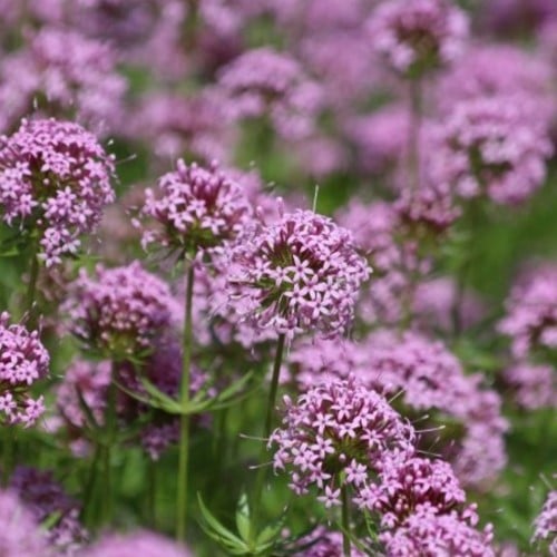 Phuopsis stylosa - Caucasian crosswort
