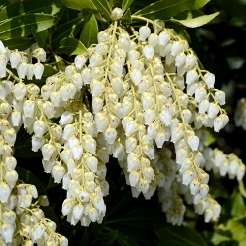 Pieris Japonica Cupido - Japanese Andromeda