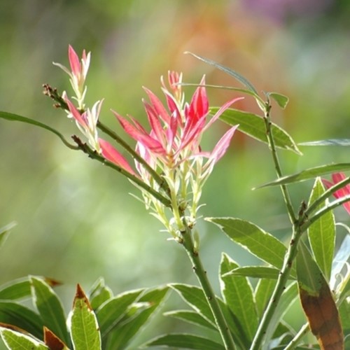 Pieris Japonica Flaming Silver - Japanese Andromeda