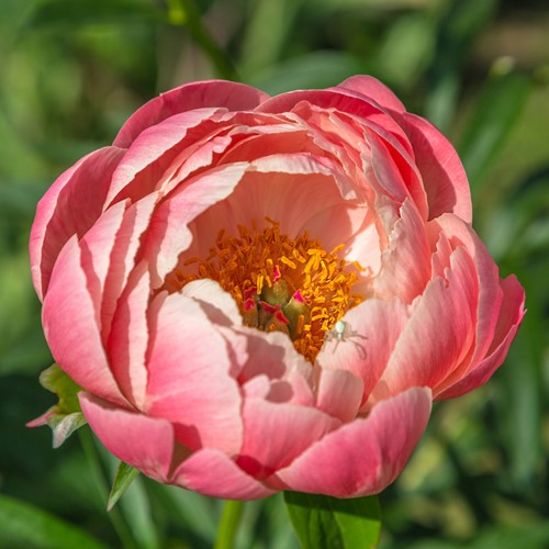 Paeonia Pink Hawaiian Coral - Peony