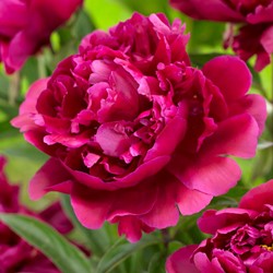 Peony Karl Rosenfield - Paeonia