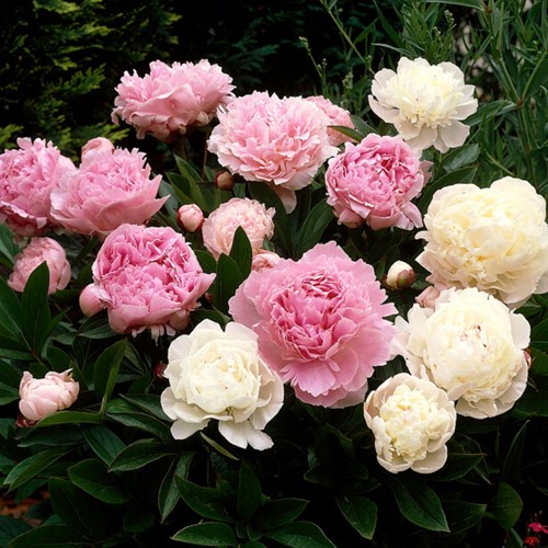 Pioenroos gemengd - Paeonia