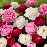 Peony Mixed: white, red and pink - Paeonia