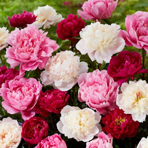 Peony Mixed: white, red and pink - Paeonia