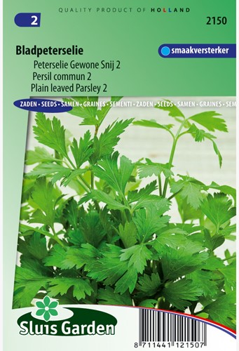 Parsley plain leaved 2 - Petroselinum hortense