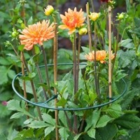 Plantensteunen Vario verstelbaar 30-40 cm. - Nature-2