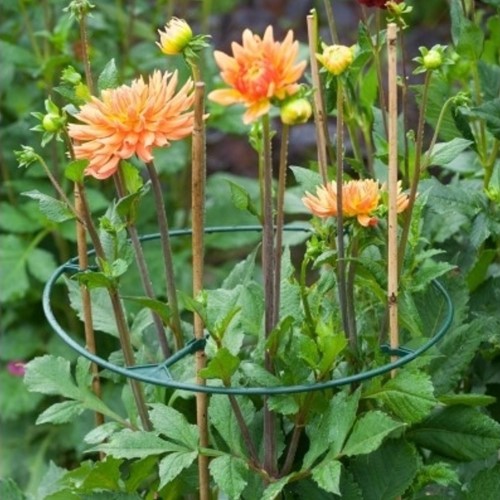 Plantensteunen Vario verstelbaar 30-40 cm. - Nature-2
