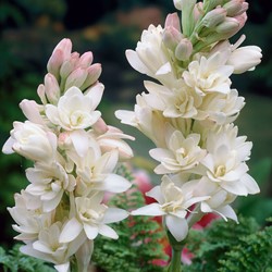 Polianthes tuberosa the Pearl Large Pack XL