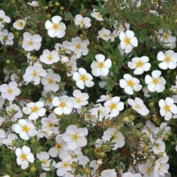 Potentilla Fruticosa Abbotswood - Cinquefoil